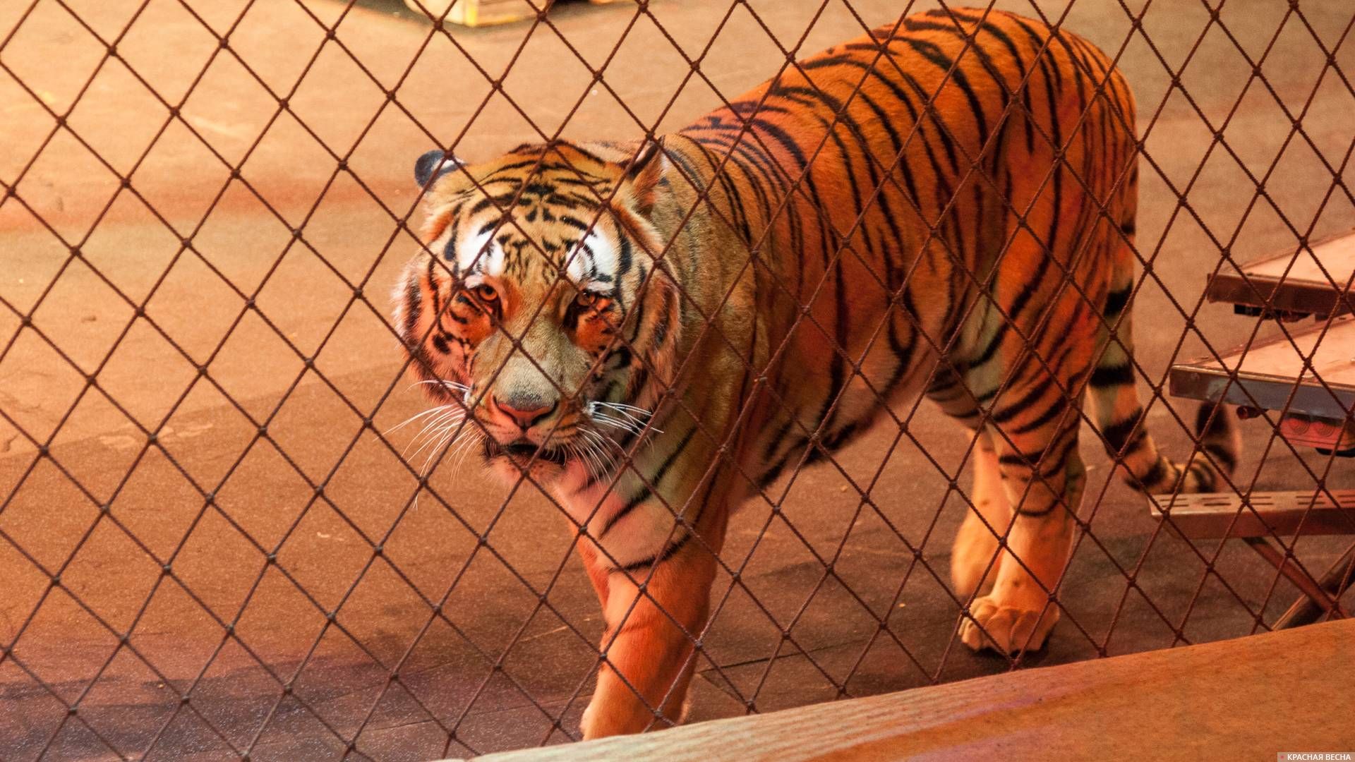 Тигр в клетке цирк